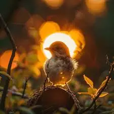 nature pic 6